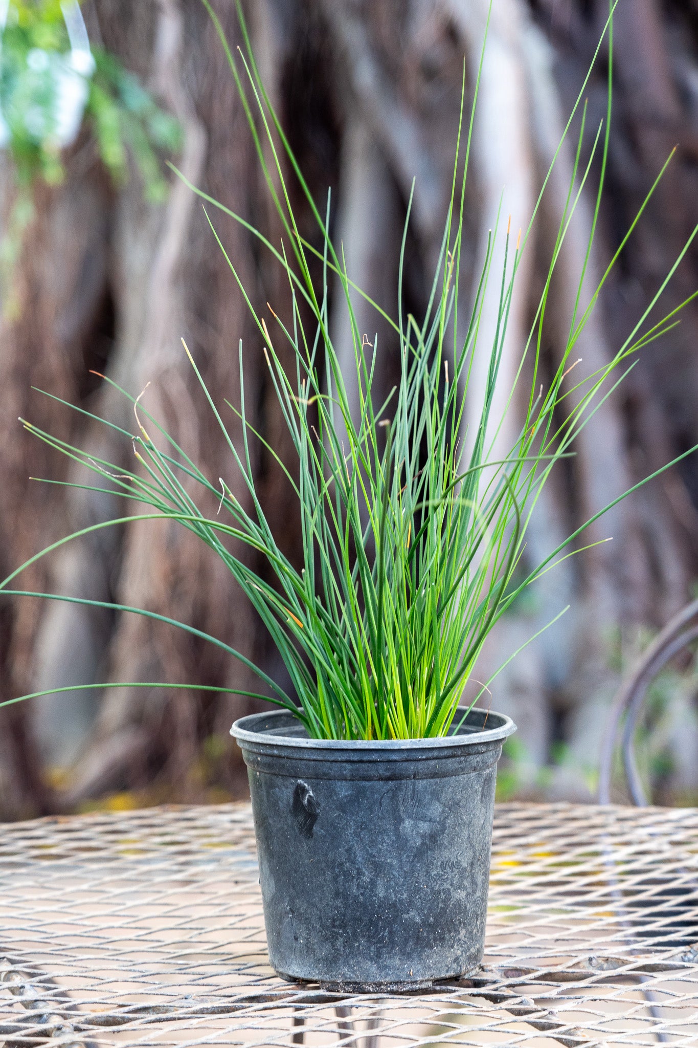 Ornithogalum paludosum (Star of Bethlehem) - 17cm