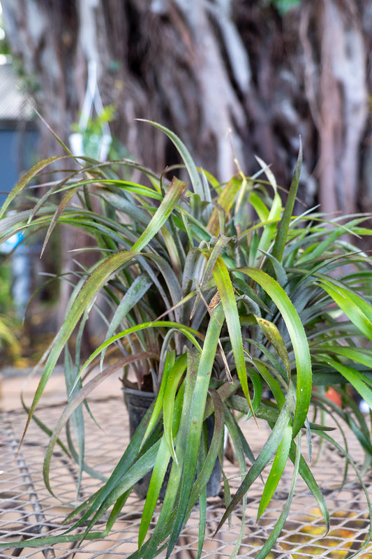 Cryptbergia 'Red Burst' - 15cm