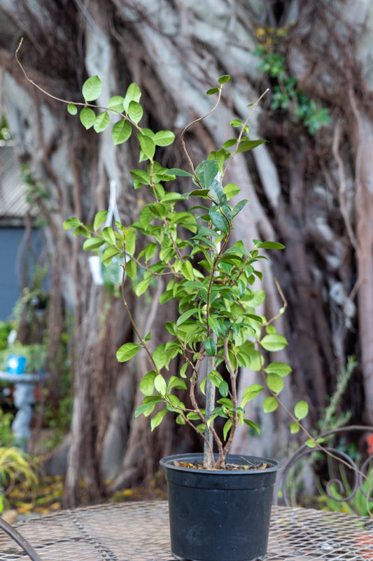 Trachelospermum jasminoides (Star Jasmine) - 23cm
