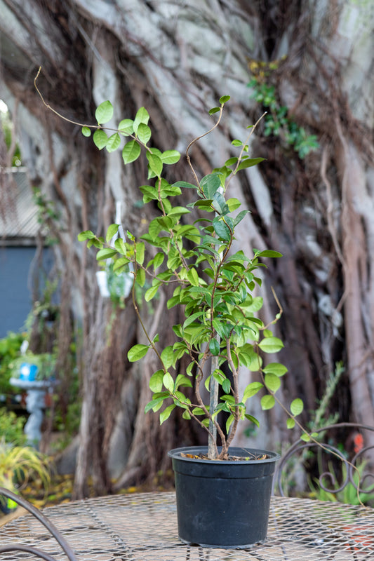 Trachelospermum jasminoides 'Star Jasmin' - 2L