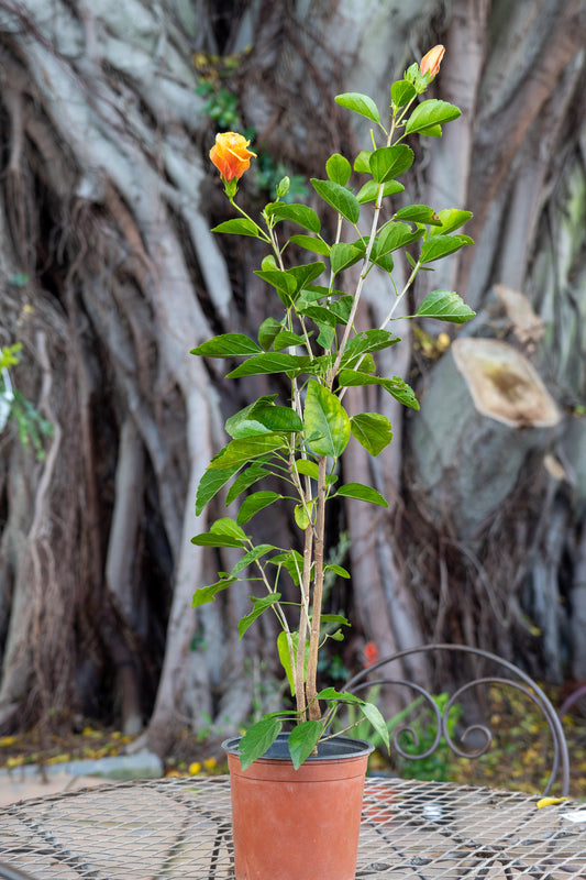 Hibiscus Assorted 17cm