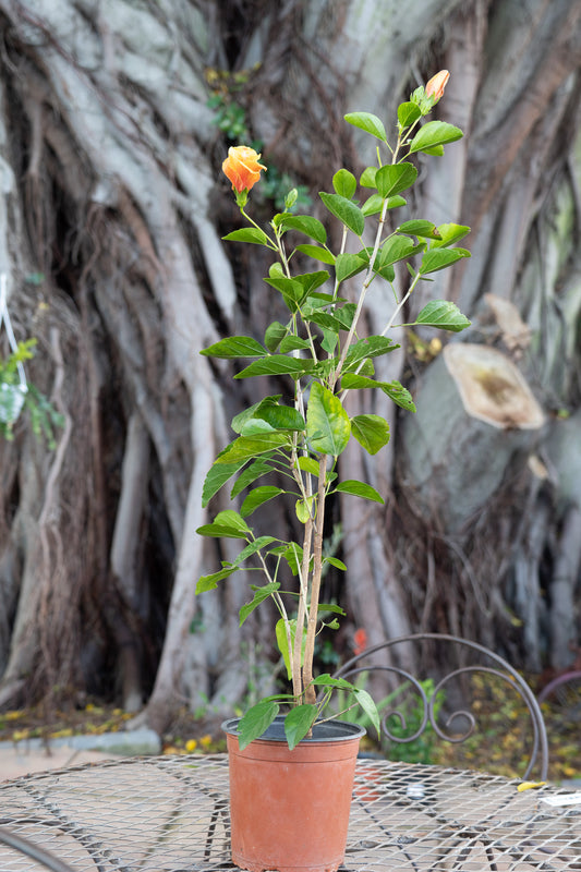 Hibiscus 'Social Butterfly' (Chinese Hibiscus) - 17cm