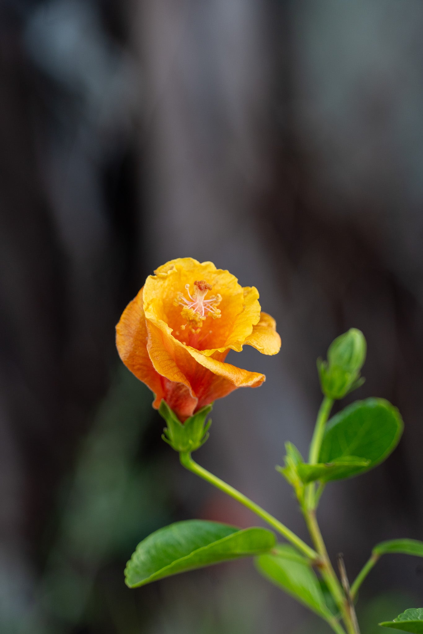 Hibiscus 'Social Butterfly' (Chinese Hibiscus) - 17cm