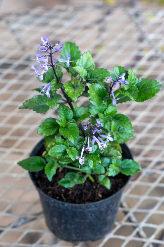 Plectranthus 'Mona Lavender' - 15cm