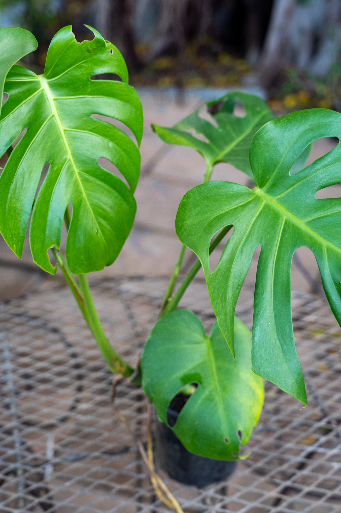 Monstera deliciosa 15cm Delicious Monster