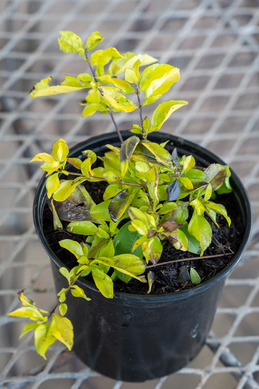 Duranta 'Sheena's Gold' - 15cm