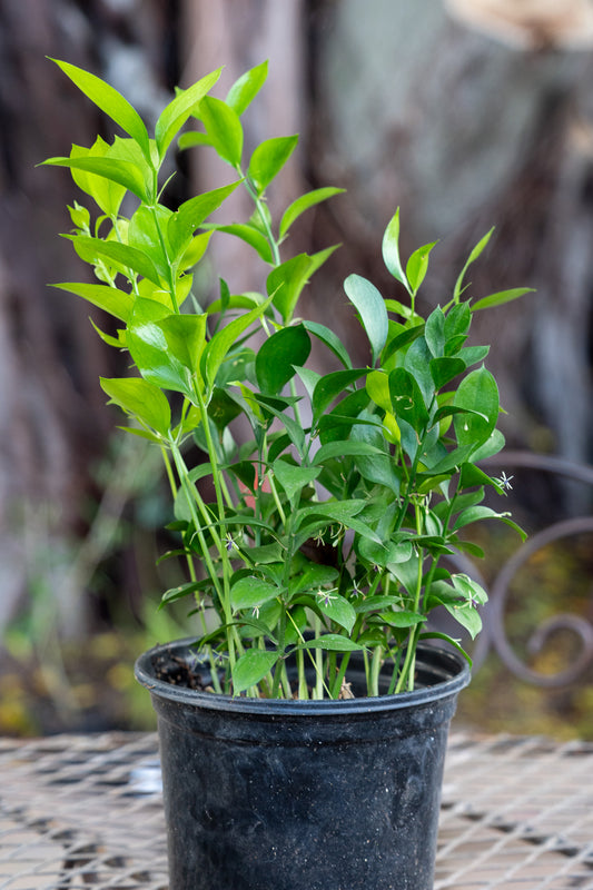 Ruscus hypoglossum 19cm