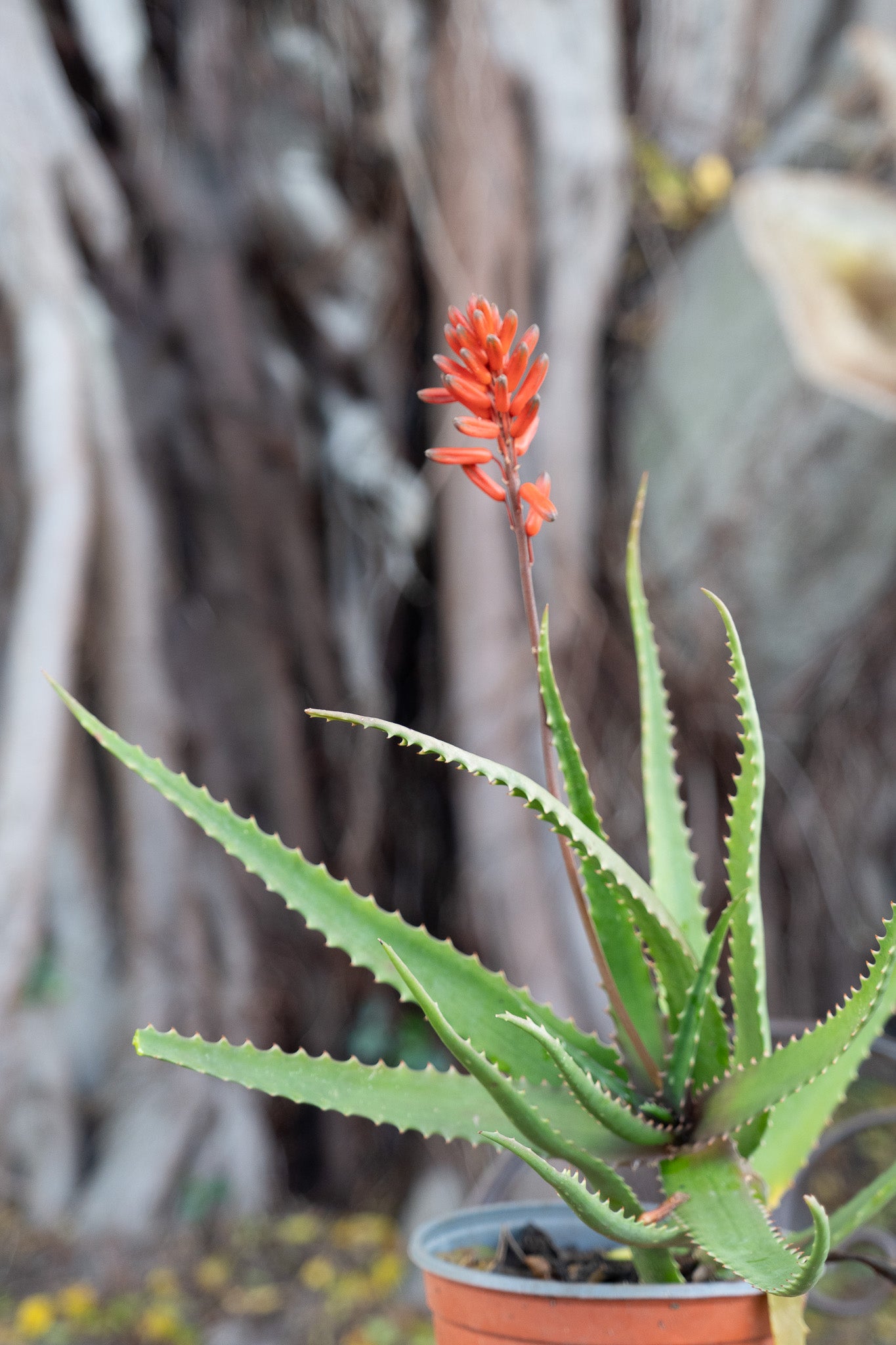 Aloe arborescens - 15/17cm