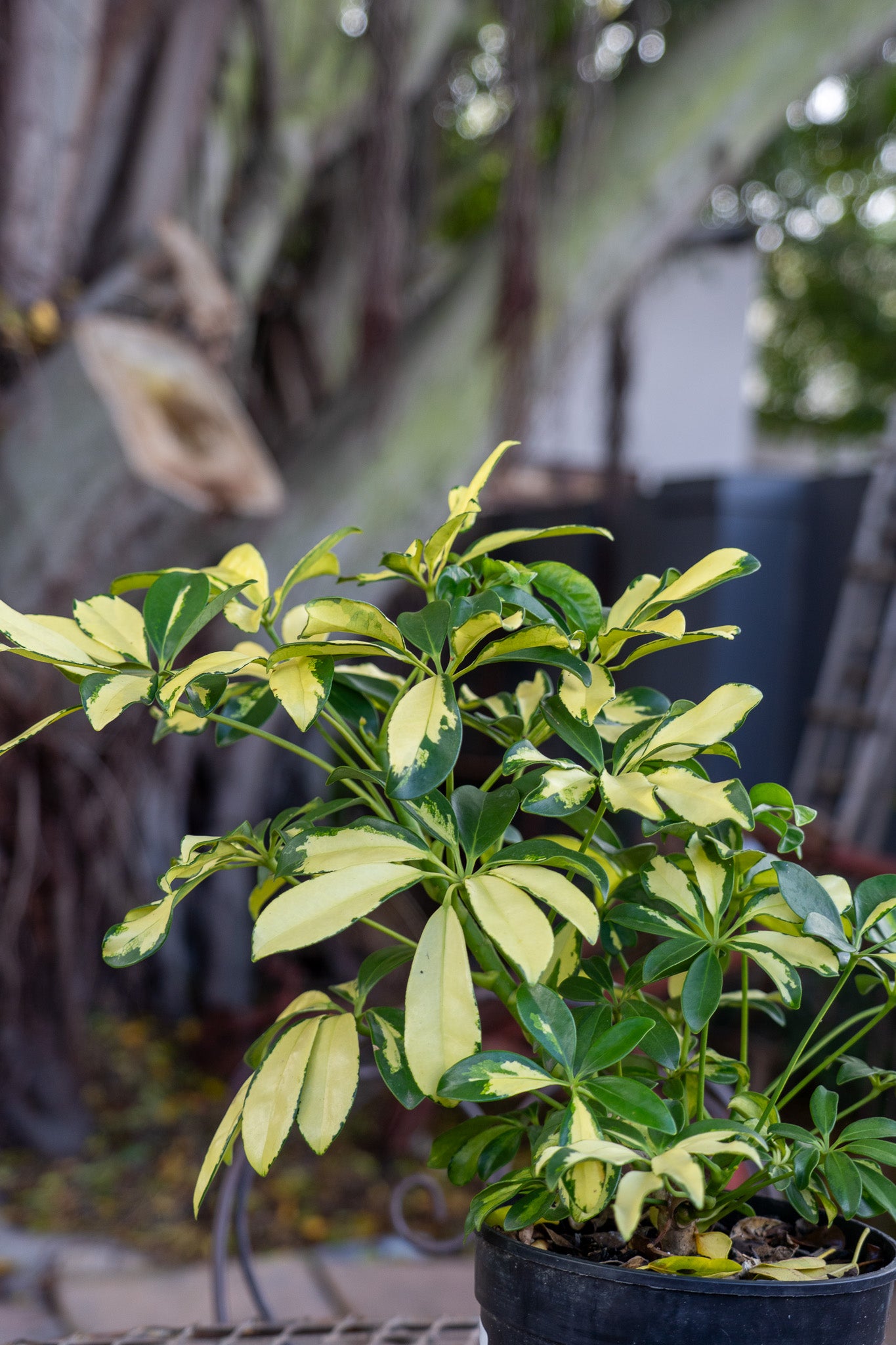 Schefflera 19cm
