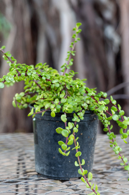 Portulacaria afra 'Prostrata' (Trailing Spekboom) - 15cm