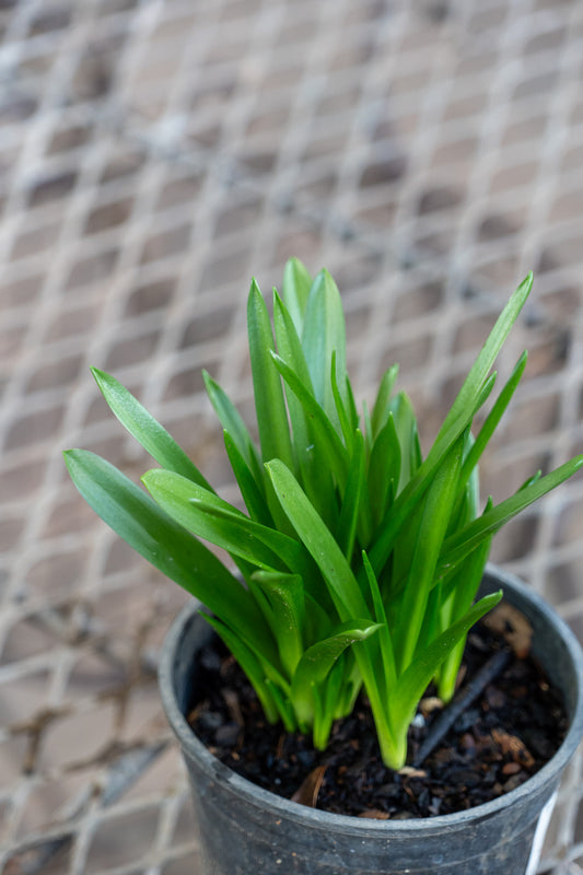 Hyacinthoides non-scripta (Blue Bells) - 15cm