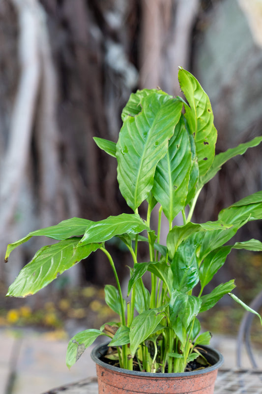 Spathiphyllum 14cm Peace Lily