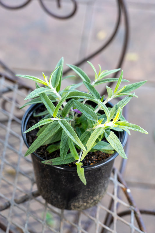 Salvia leucantha 'Deep Purple' (Mexican Bush Sage) - 15cm