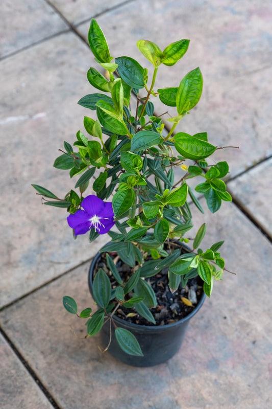 Tibouchina elegans (Princess Flower) - 17cm