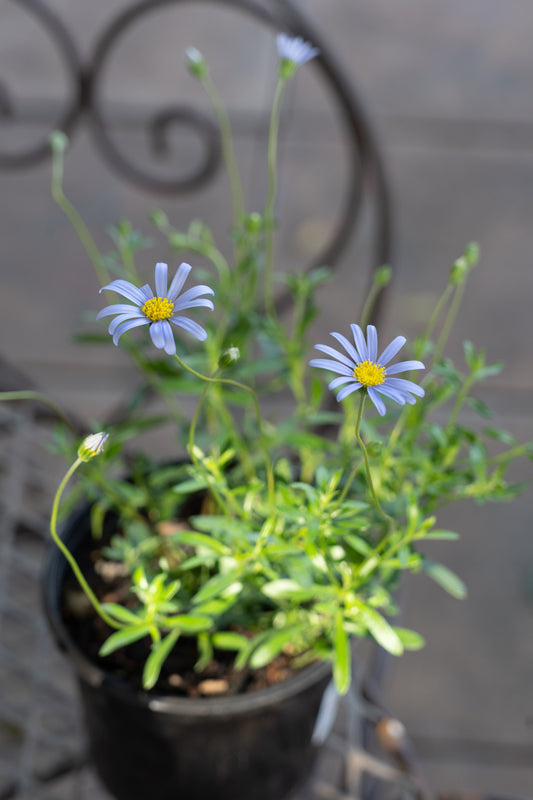 Felicia amelloides Blue (Blue Daisy) - 15cm