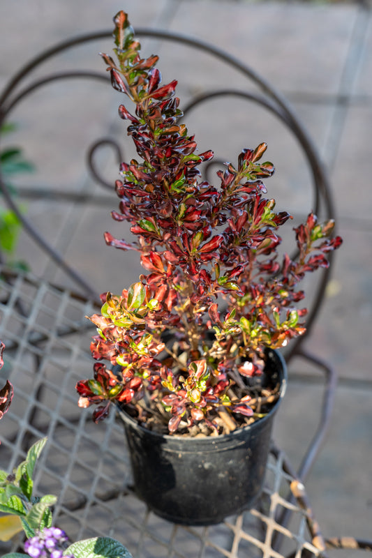 Coprosma 'Pink Splendour' (Mirrorbush) - 17cm