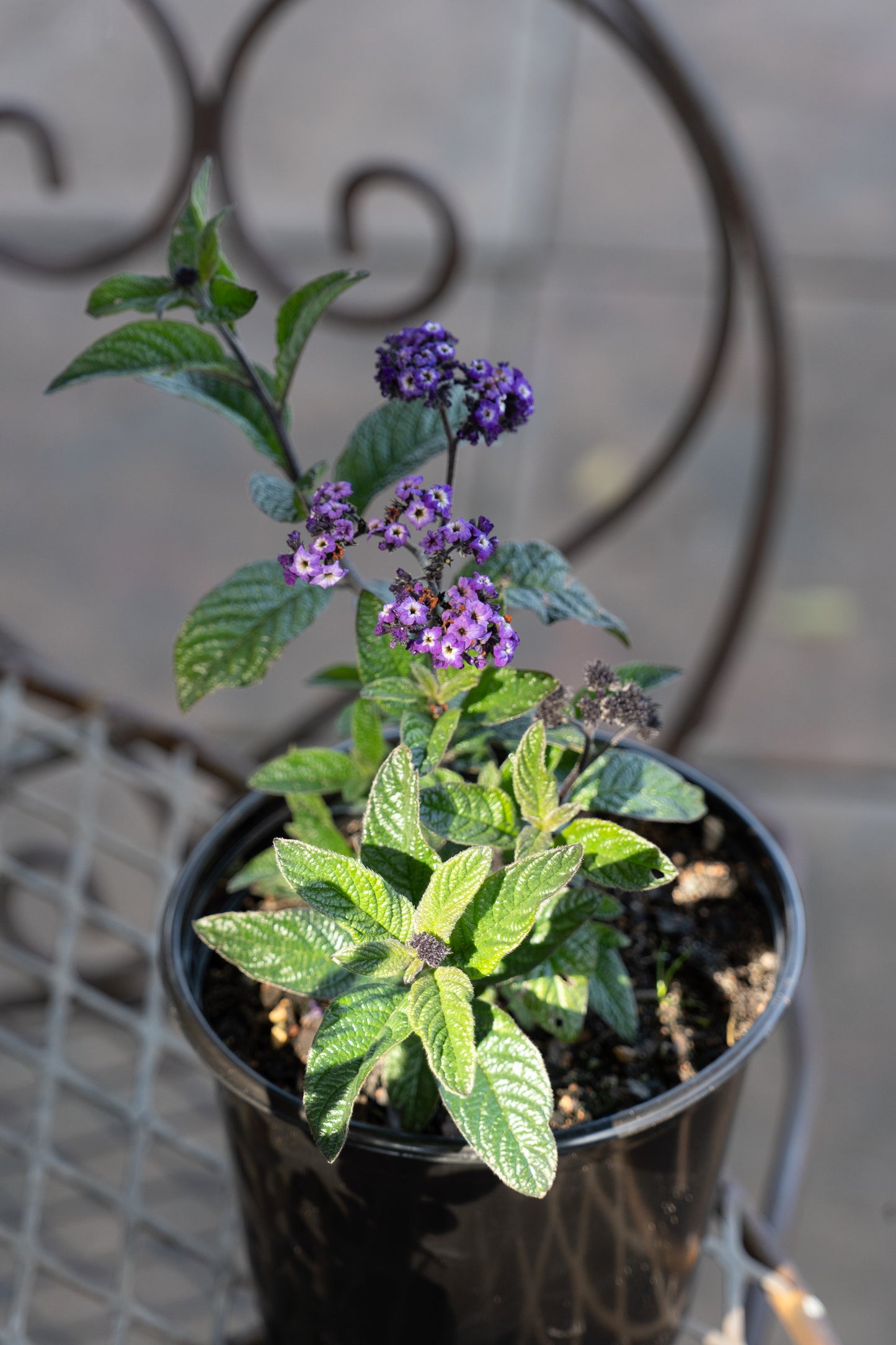 Heliotropium arborescens 'Royal Marine' (Cherry Pie Plant) - 15cm