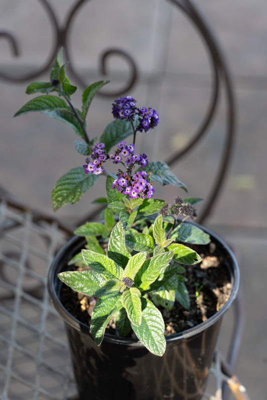 Heliotropium arborescens 'Royal Marine' (Cherry Pie Plant) - 15cm