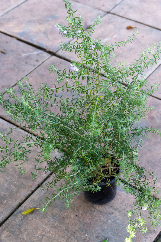 Westringia fruticosa 'Blue' (Coastal Rosemary) - 15cm