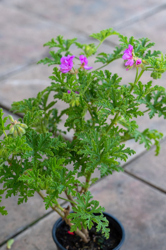 Pelargonium quercifolium 'Dark Pink' - 12cm