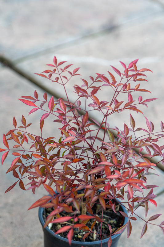 Nandina domestica (Heavenly Bamboo) - 12cm