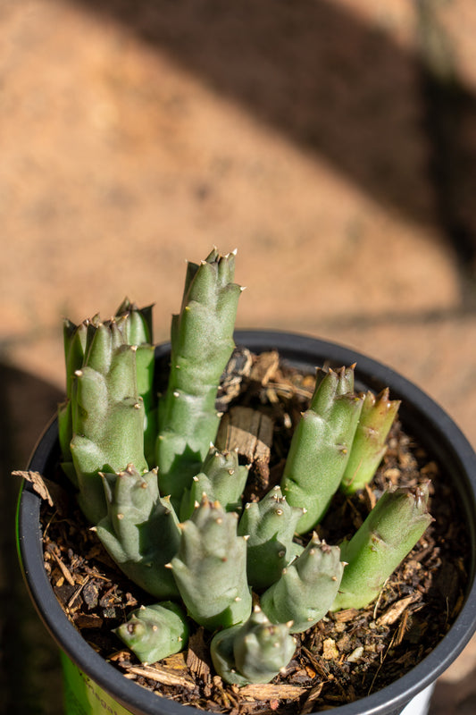 Orbea variegata 'Carion Flower' - 9cm
