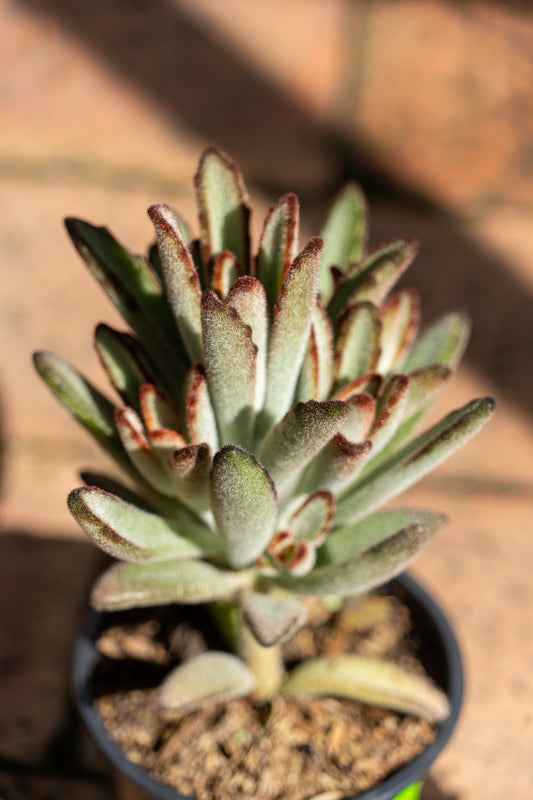 Kalanchoe tomentosa 'Chocolate Soldier' - 9cm