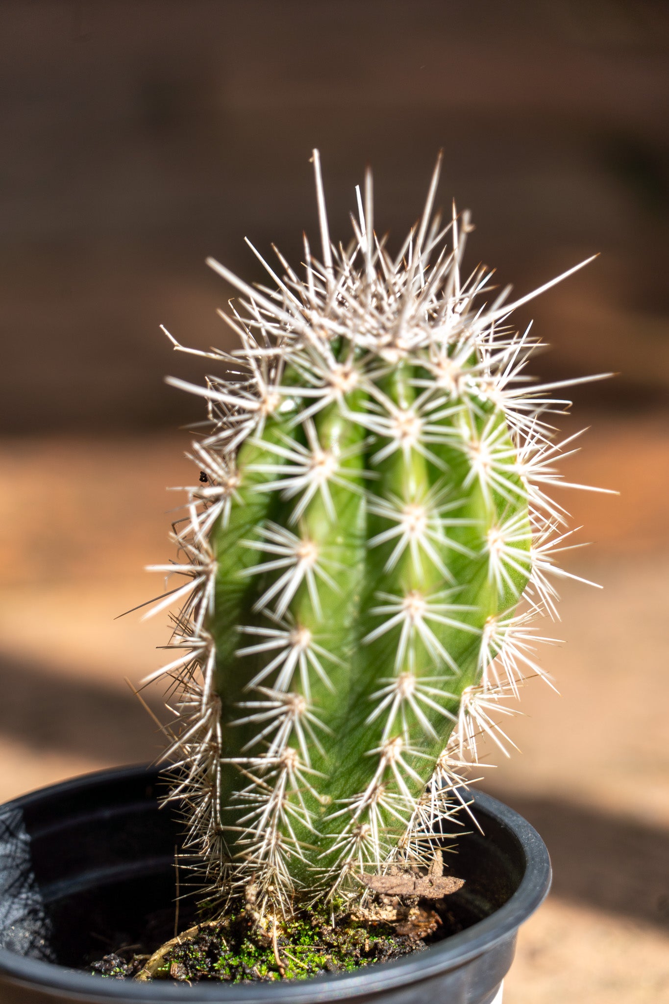 Carnegiea gigantea (Saguaro Cactus) - 9cm