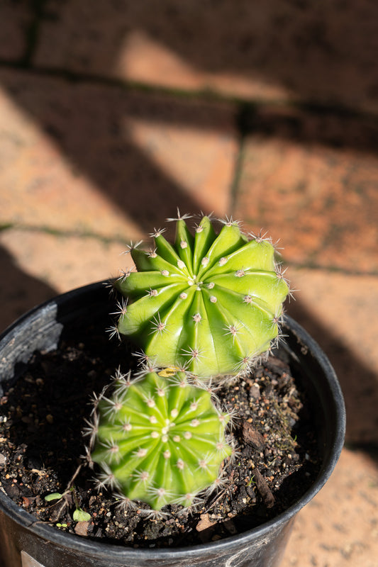 Echinopsis pachanoi (San Pedro Cactus) - 12cm