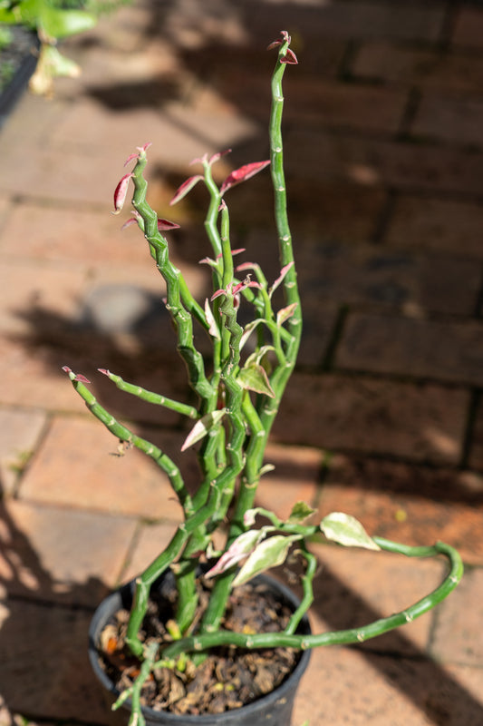 Euphorbia 'Zig Zag' - 15cm