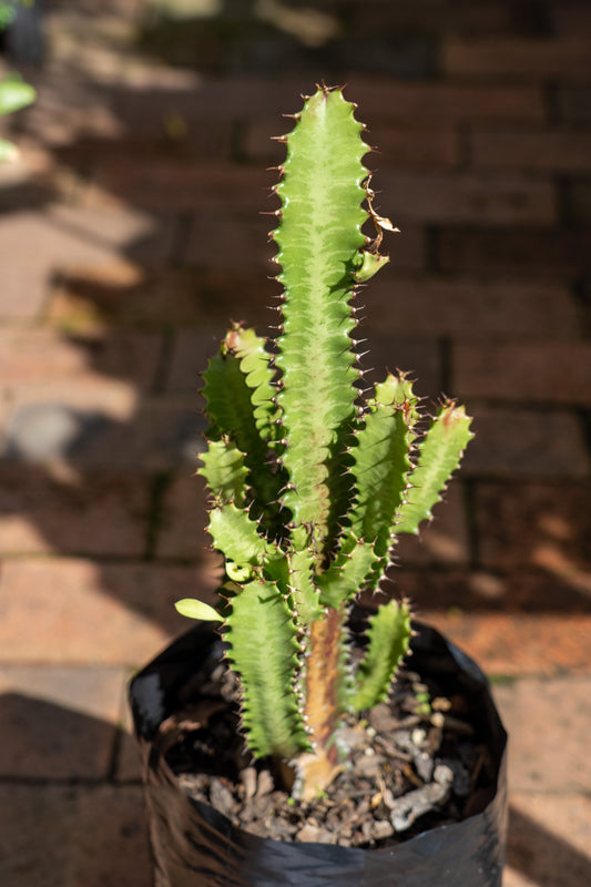Euphorbia trigona 'Green' (Cathedral Cactus) - 5L