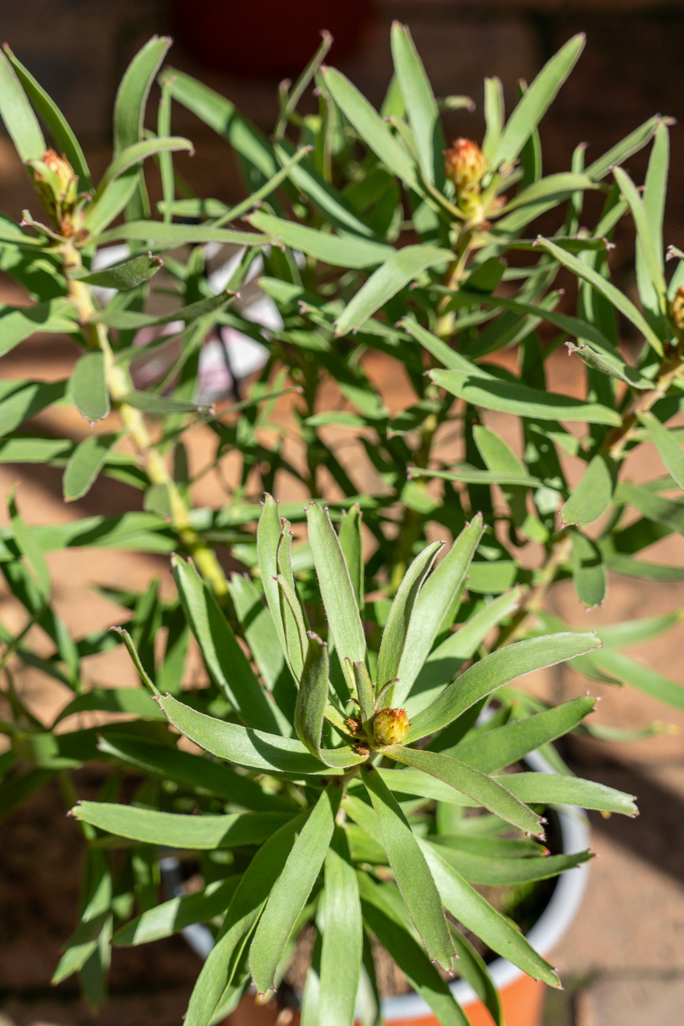 Leucospermum 'Sincere' - 15cm