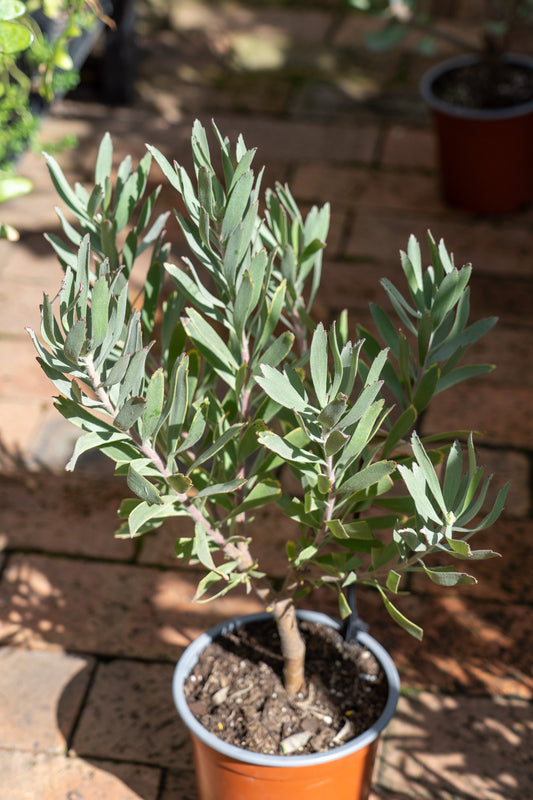 Leucospermum 'Exquisite' - 15cm
