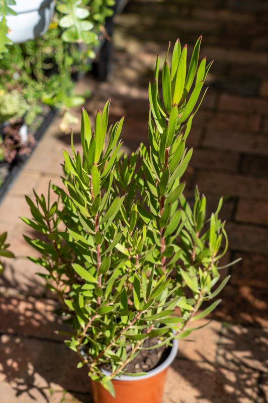 Leucadendron 'Jolly Joker' - 15cm