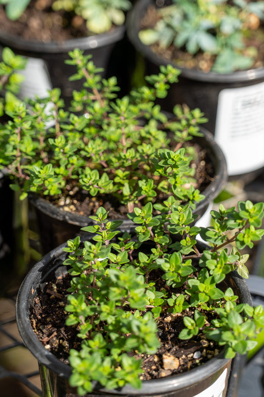 Thyme Garden - 12cm