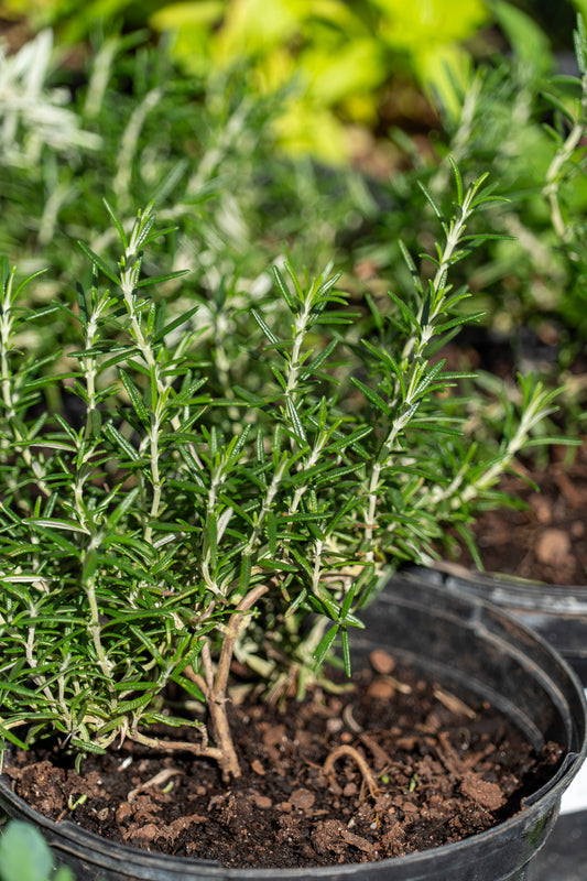 Rosemary 'BBQ' - 12cm