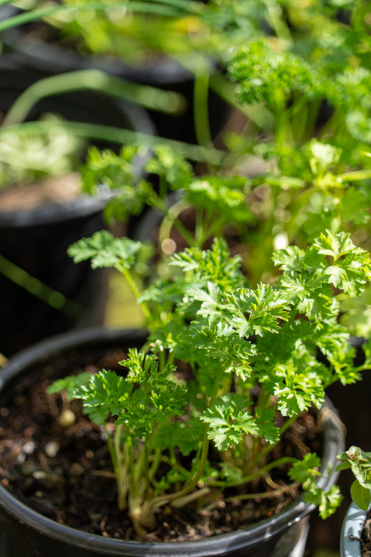 Parsley 'Moss Curled' - 12cm