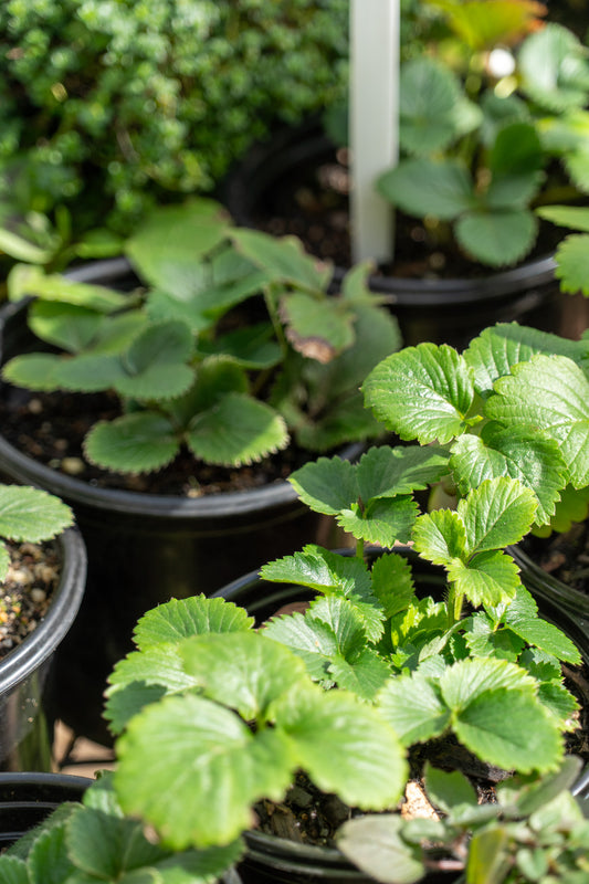 Strawberry Fresca 12cm