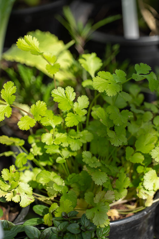 Coriander - 12cm