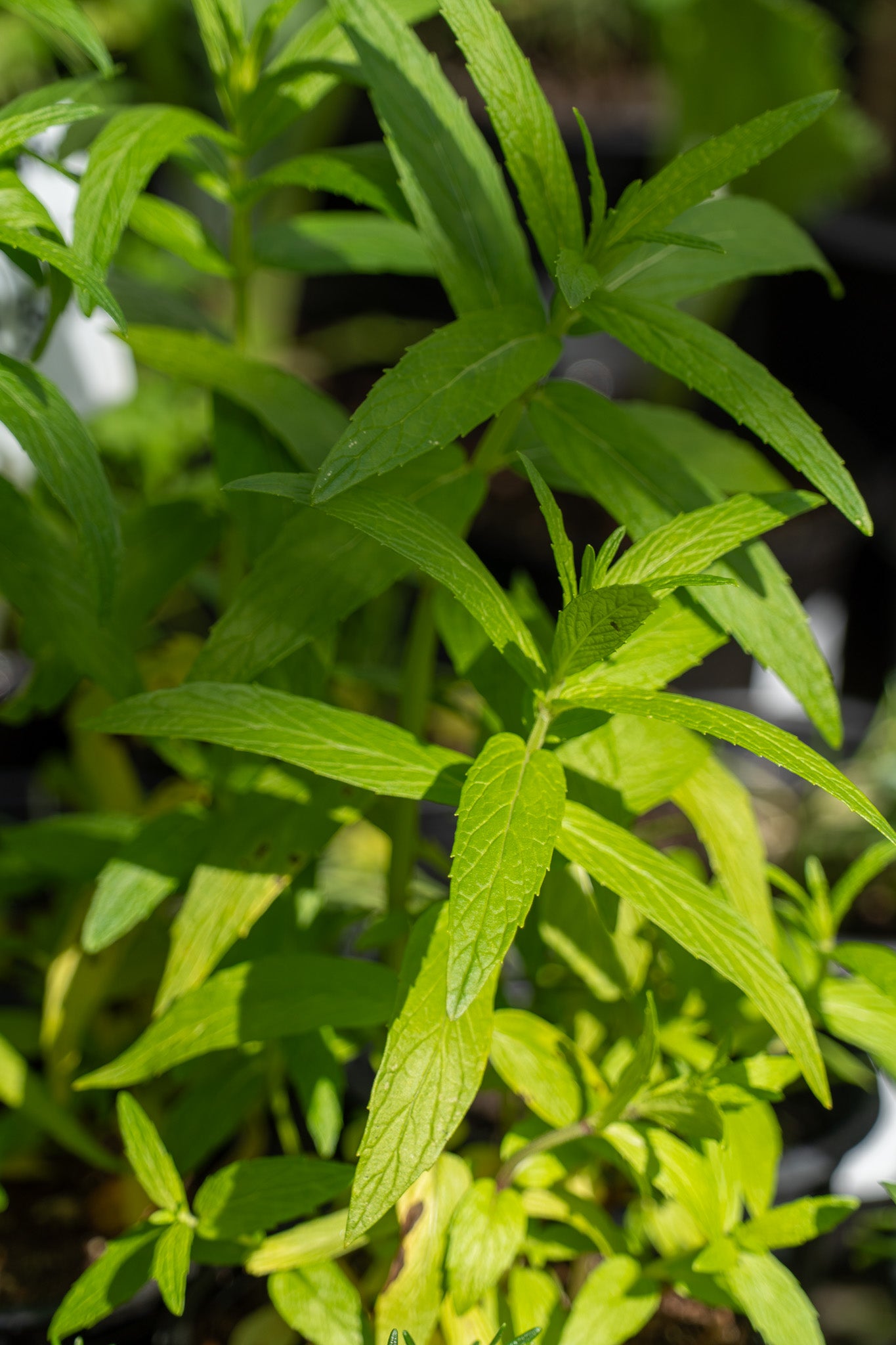 Mint Spearmint 12cm