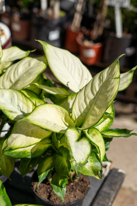 Dieffenbachia 'Summer Style' - 14cm