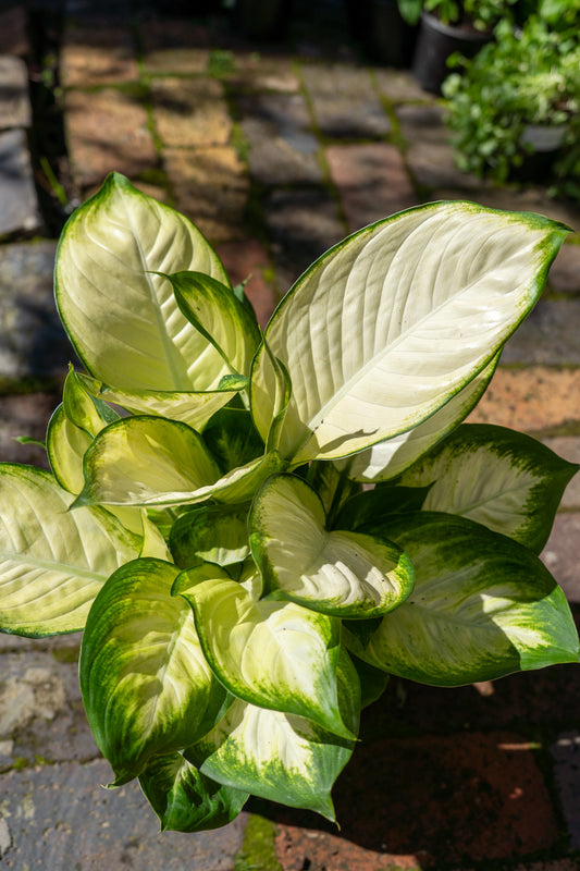 Dieffenbachia 'Tropic Mariana' - 14cm