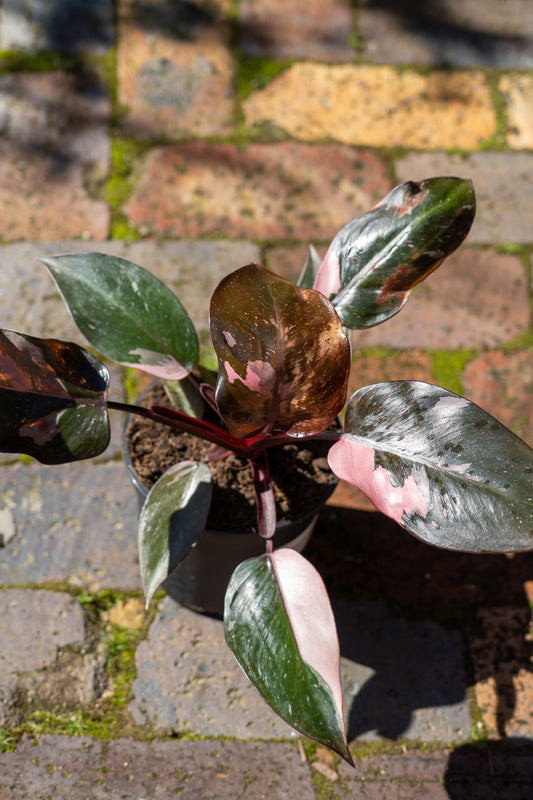Philodendron 'Pink Princess' - 14cm