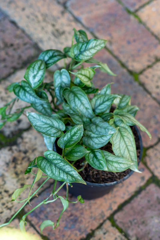 Monstera siltepecana - 14cm