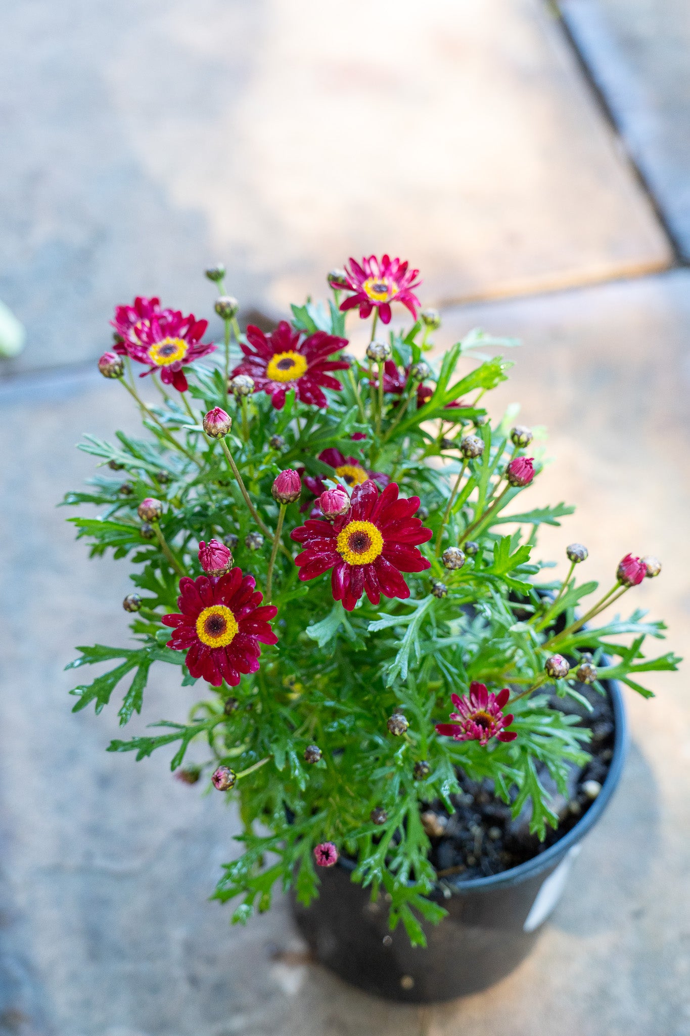 Argyranthemum (Marguerite Daisy) assorted - 15cm