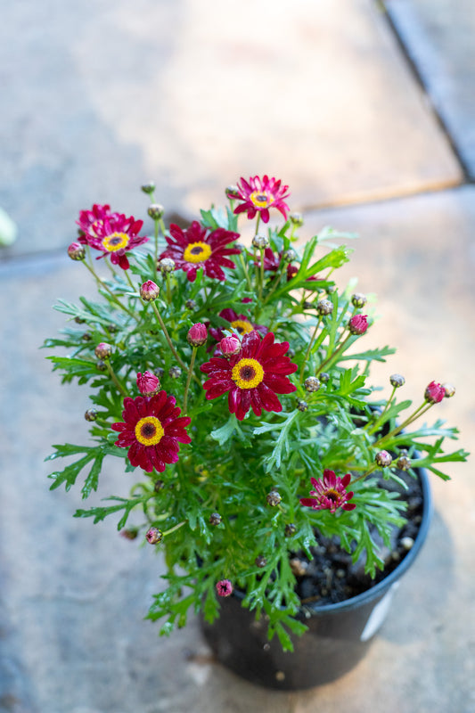 Argyranthemum (Marguerite Daisy) assorted - 15cm