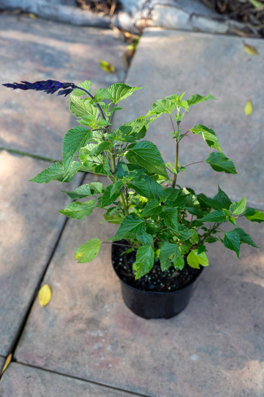 Salvia guaranitica 'Purple & Bloom' (Anise Sage) - 17cm