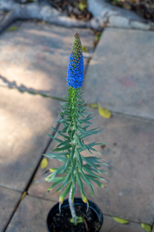 Echium fastuosum (Pride of Madeira) - 17cm