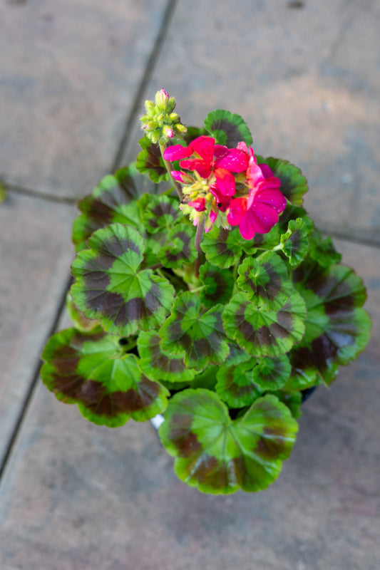 Pelargonium salmoneum - 15cm