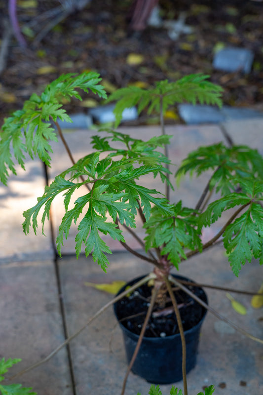 Geranium anemonofolium - 15cm